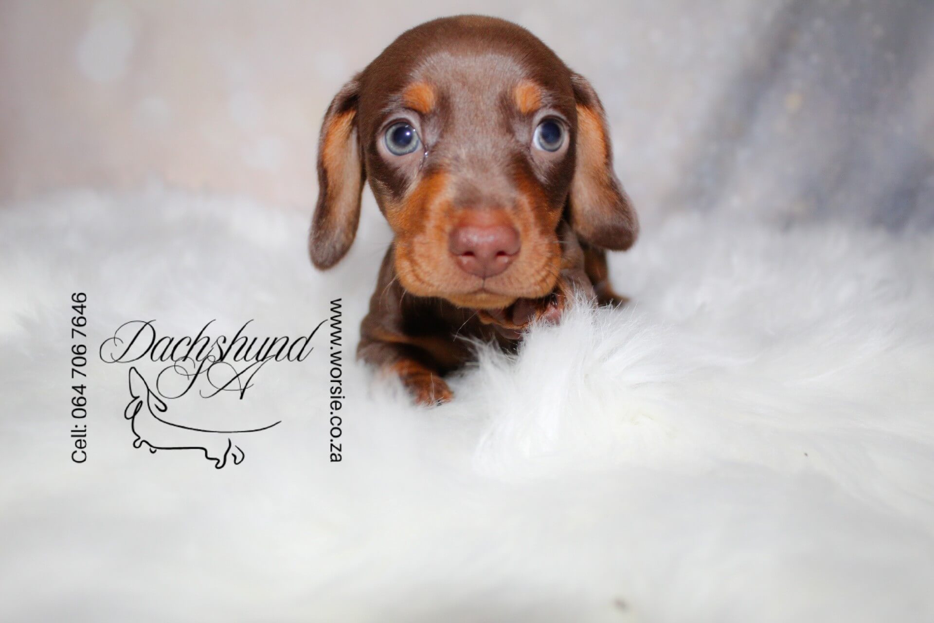 IMG_4293_Watermarked
